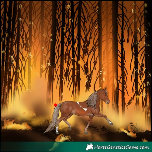 Horse Color:Chestnut Tobiano