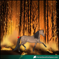 Horse Color:Bay Dun 