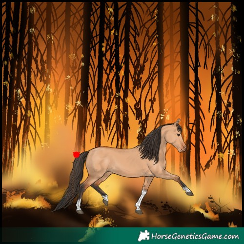 Horse Color:Bay Dun Tobiano