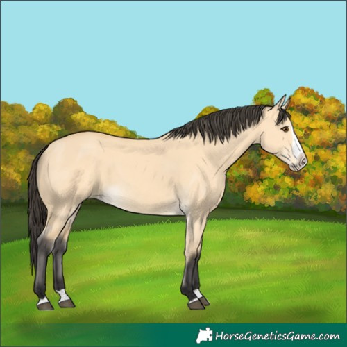 Horse Color:Buckskin Dun Splash 