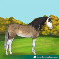 Horse Color:Buckskin Dun Splash