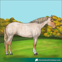 Horse Color:Red Roan Tobiano