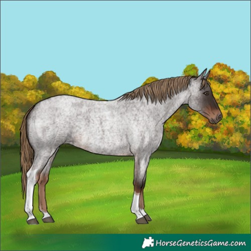 Horse Color:Liver Red Roan Tobiano 
