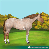 Horse Color:Red Roan Tobiano