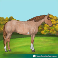 Horse Color:Red Roan Tobiano