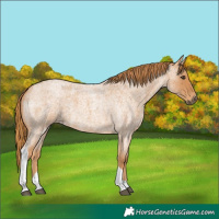 Horse Color:Red Roan Tobiano 