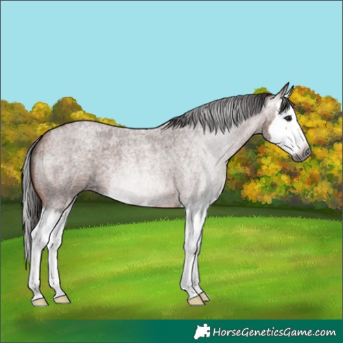 Horse Color:Gray Bay Roan Splash 