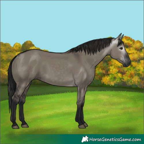 Horse Color:Gray Grullo 