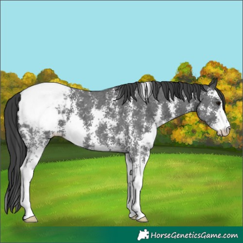 Horse Color:Black Sabino Snowcap 