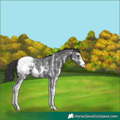 Horse Color:Black Sabino Appaloosa 