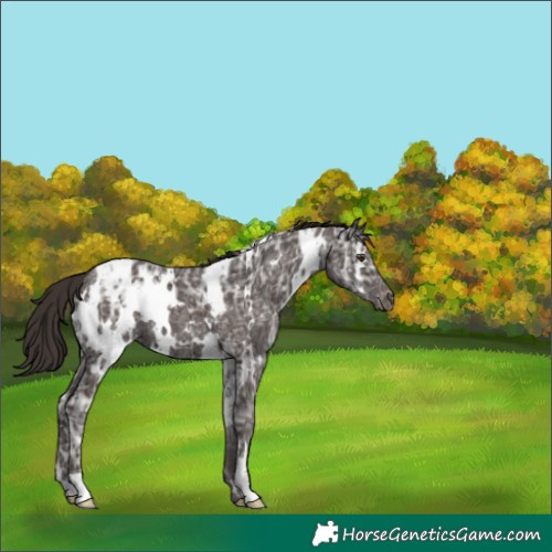 Horse Color:White Spotted Liver Chestnut Ice Appaloosa