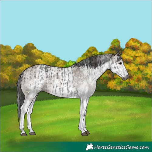 Horse Color:Gray White Spotted Black  and Gray White Spotted Classic Champagne 