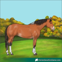 Horse Color:Bay Splash Tobiano 