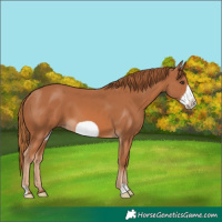 Horse Color:Chestnut Frame 