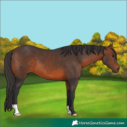 Horse Color:Brown 