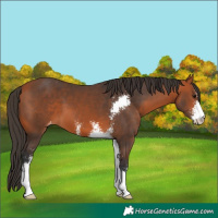 Horse Color:Bay Sabino Varnish
