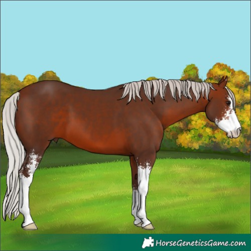 Horse Color:Silver Brown Sabino 