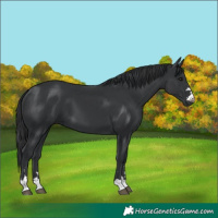 Horse Color:Black 