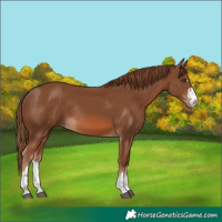 Horse Color:Chestnut Rabicano 