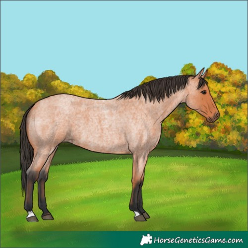 Horse Color:Bay Roan 
