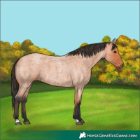 Horse Color:Bay Roan 