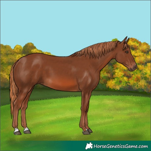 Horse Color:Chestnut 