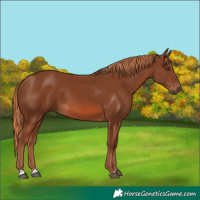 Horse Color:Chestnut 