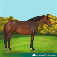 Horse Color:Bay 