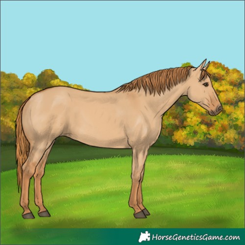 Horse Color:Red Dun