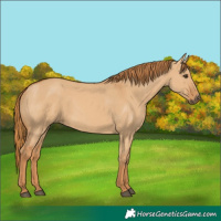 Horse Color:Red Dun 