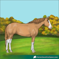 Horse Color:Chestnut Splash