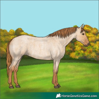 Horse Color:Red Dun Roan