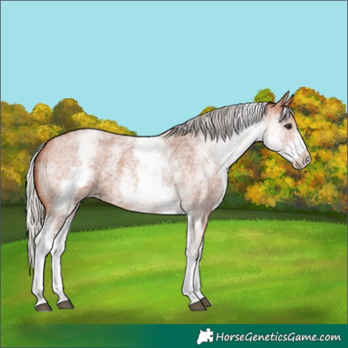 Horse Color:White Spotted Silver Bay Roan 