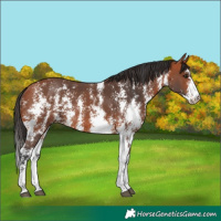 Horse Color:Bay Sabino