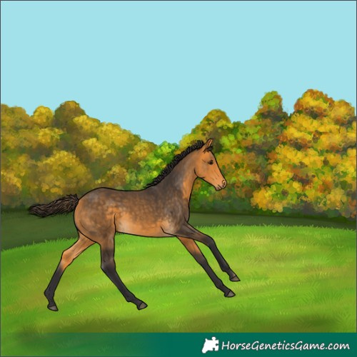 Horse Color:Buckskin 
