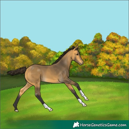Horse Color:Buckskin 