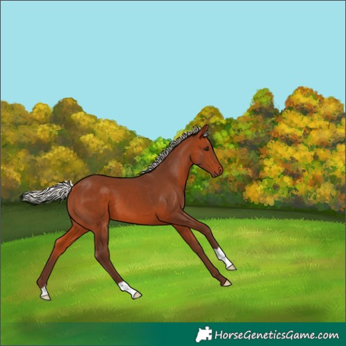 Horse Color:Silver Bay