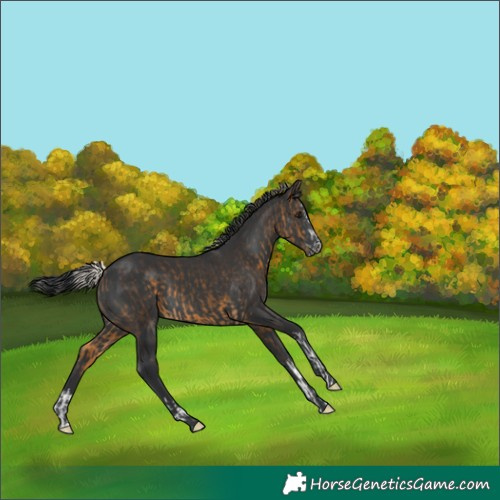 Horse Color:Silver Buckskin  and Black 