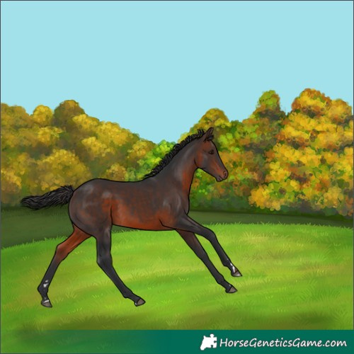 Horse Color:Brown 