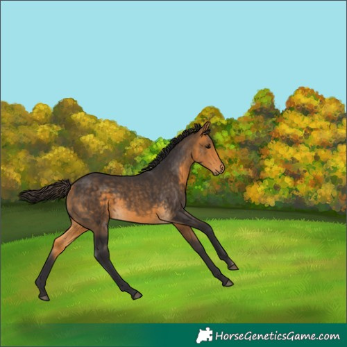 Horse Color:Buckskin 