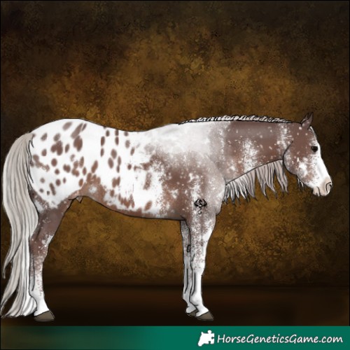 Horse Color:White Spotted Chocolate Silver Black Appaloosa 