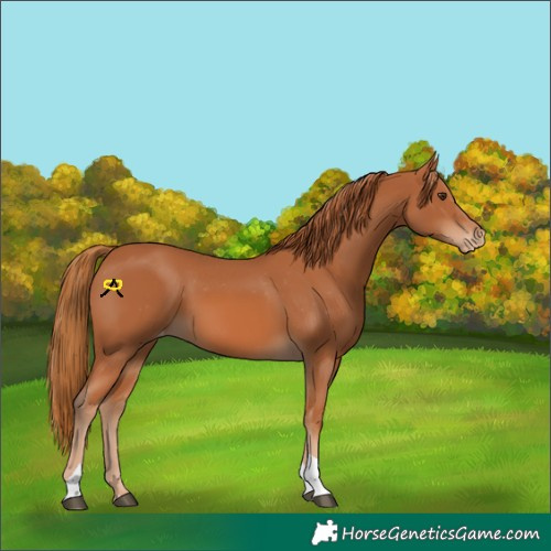 Horse Color:Chestnut Tobiano Appaloosa 