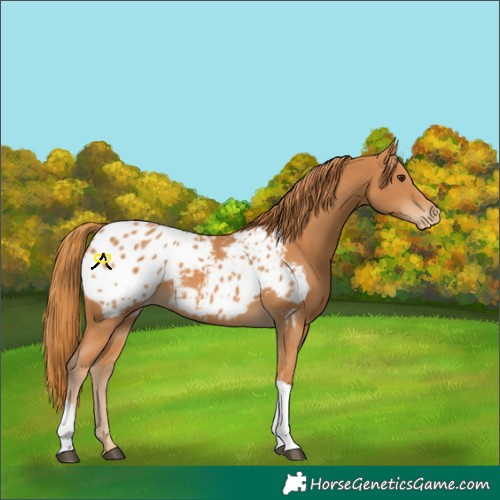 Horse Color:Chestnut Tobiano Appaloosa 