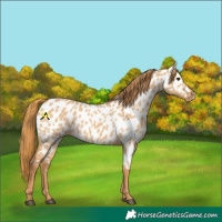 Horse Color:Red Dun Near Leopard
