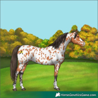 Horse Color:Bay Appaloosa 