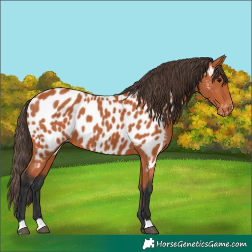 Horse Color:Bay Appaloosa 