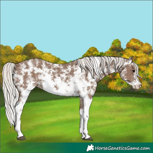 Horse Color:Silver Black Sabino 