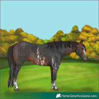 Horse Color:Bay Sabino  and Bay Sabino 