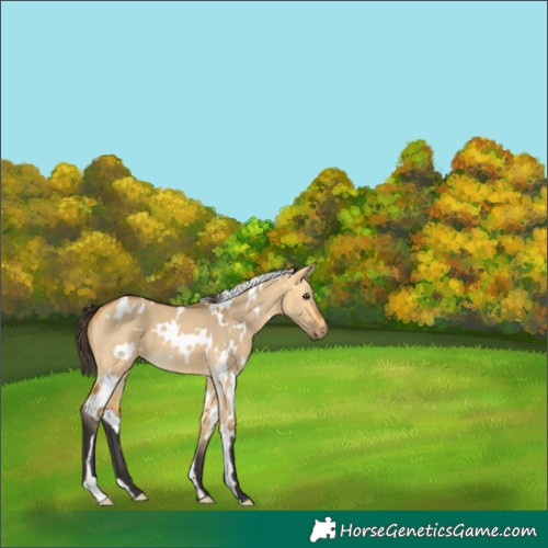 Horse Color:White Spotted Buckskin Dun 