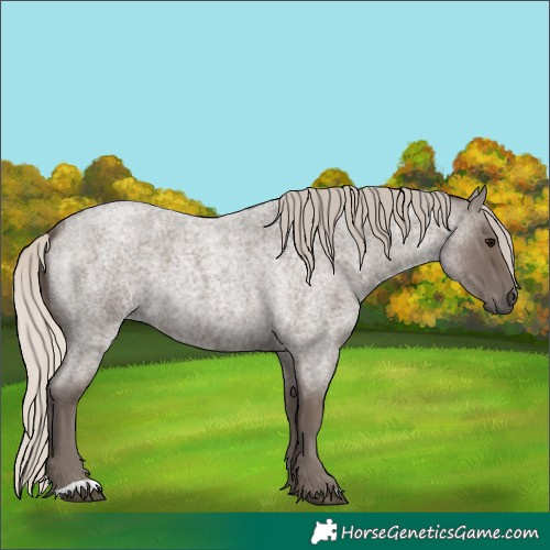 Horse Color:Silver Blue Roan 